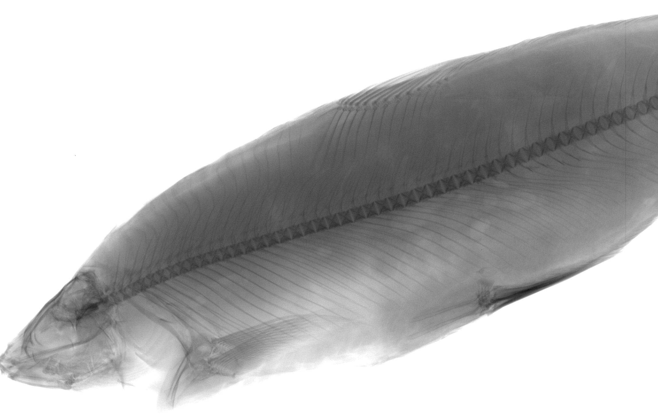 Fish X-ray